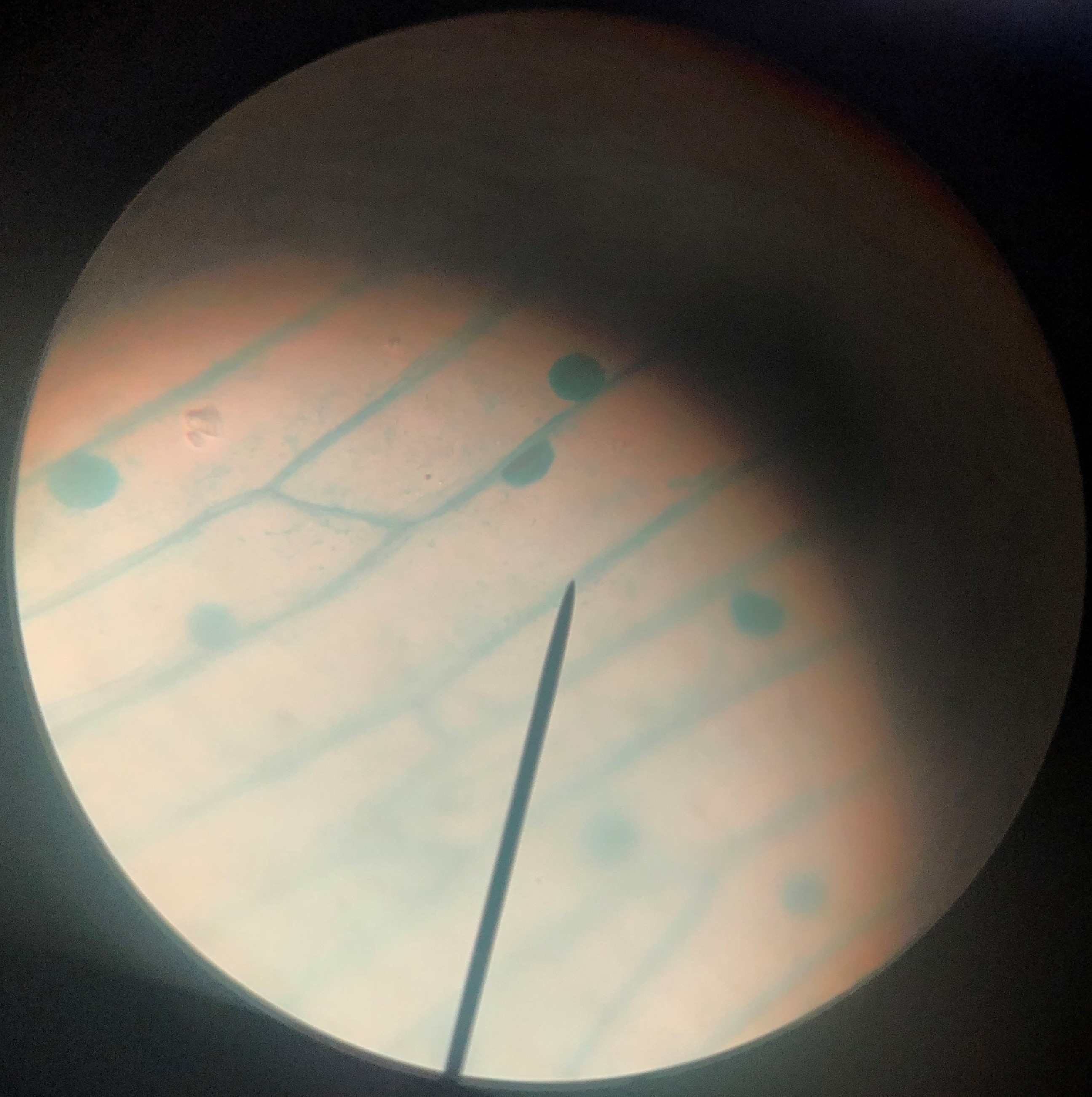 Plant cells